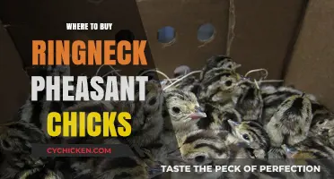 Best Places to Purchase Healthy Ringneck Pheasant Chicks Online