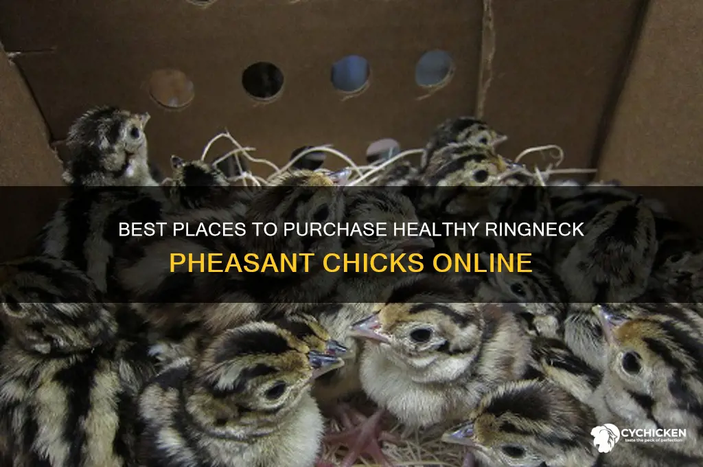 where to buy ringneck pheasant chicks