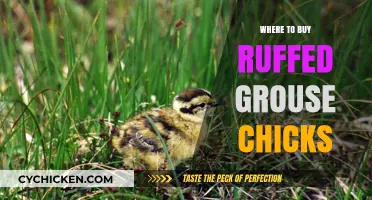 Where to Buy Ruffed Grouse Chicks: Top Sources and Tips