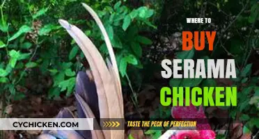 Best Places to Buy Serama Chickens: A Comprehensive Guide