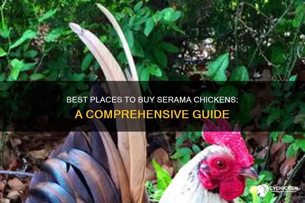 where to buy serama chicken