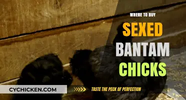 Best Places to Purchase Sexed Bantam Chicks for Your Flock