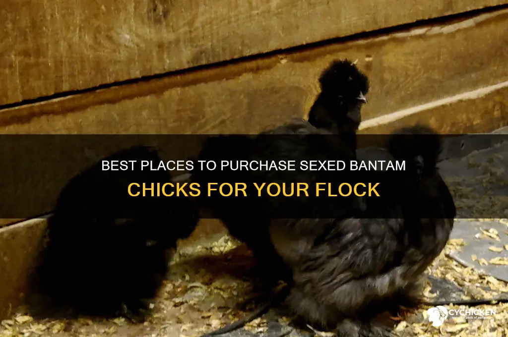 where to buy sexed bantam chicks