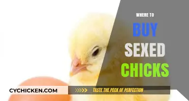 Where to Buy Sexed Chicks: Top Sources for Healthy Poultry