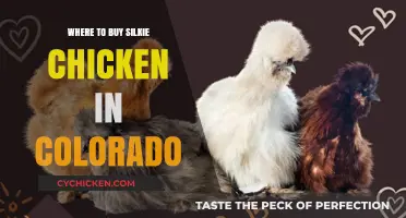 Find Silkie Chickens in Colorado: Top Breeders and Suppliers