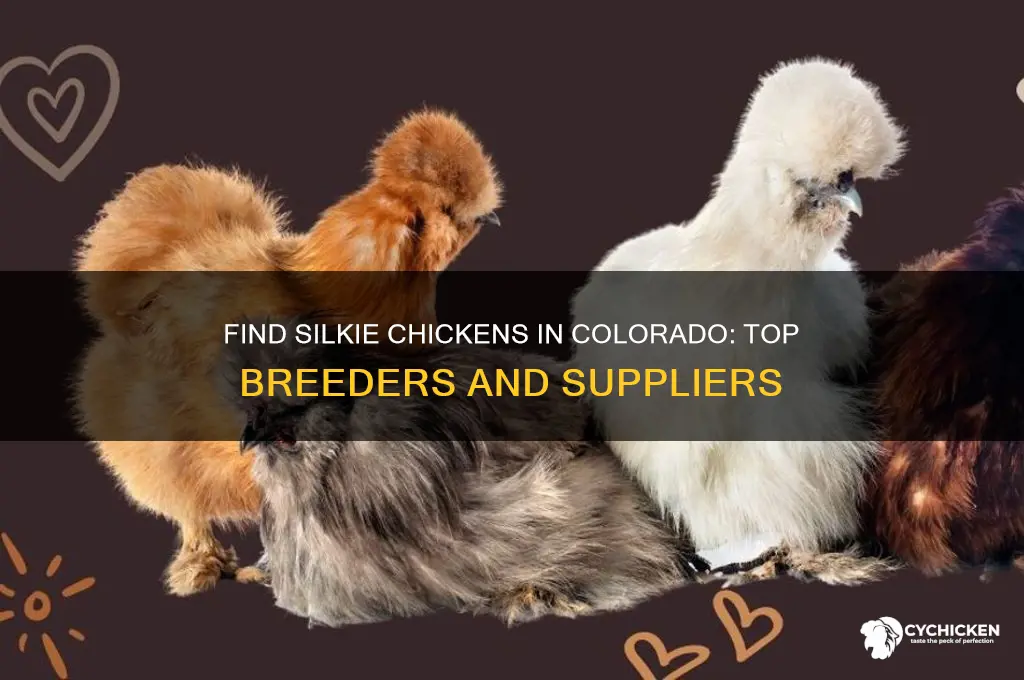 where to buy silkie chicken in colorado