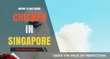 Discover Top Spots to Buy Silkie Chickens in Singapore