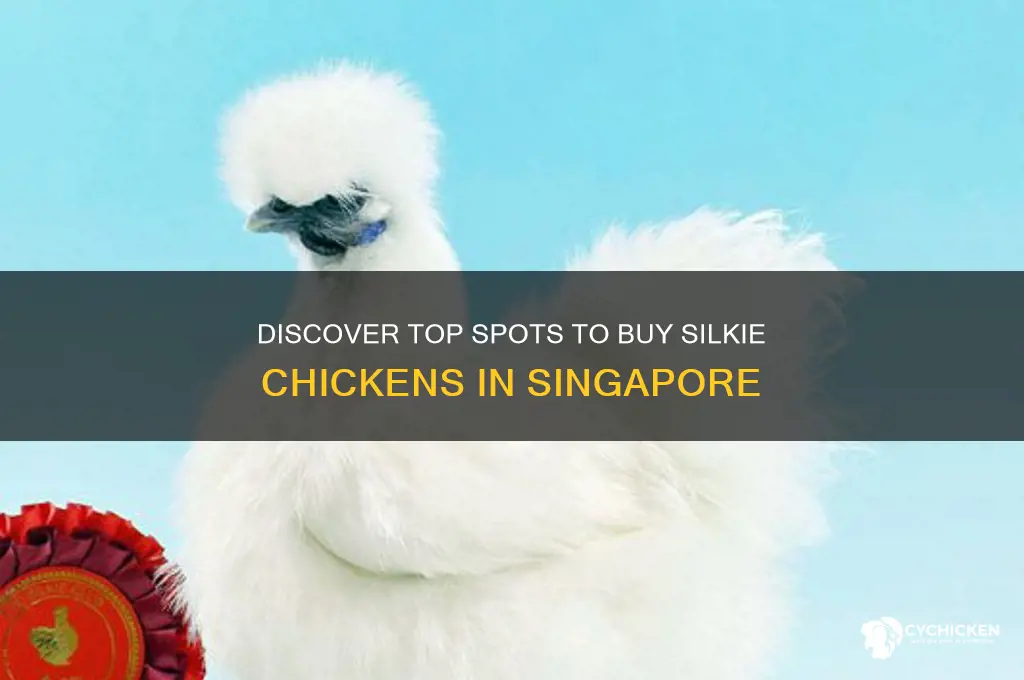 where to buy silkie chicken in singapore