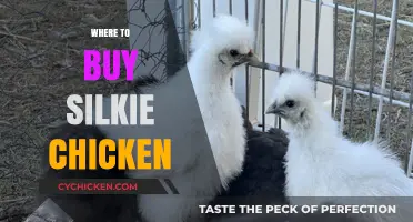 Best Places to Buy Silkie Chickens: A Comprehensive Guide