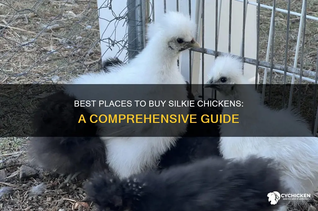 where to buy silkie chicken