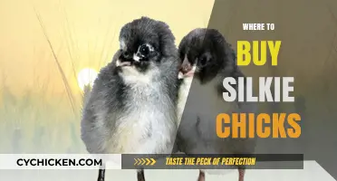 Where to Buy Silkie Chicks: Top Hatcheries and Local Sources