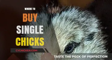 Where to Buy Single Chicks: Top Sources and Tips for Success