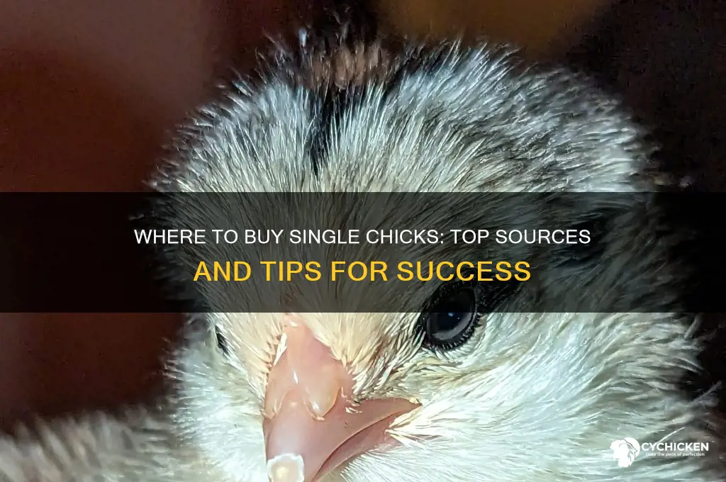 where to buy single chicks