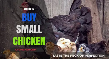 Best Places to Purchase Small Chickens for Your Backyard Flock