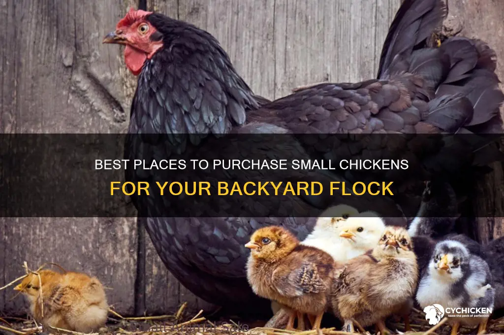where to buy small chicken