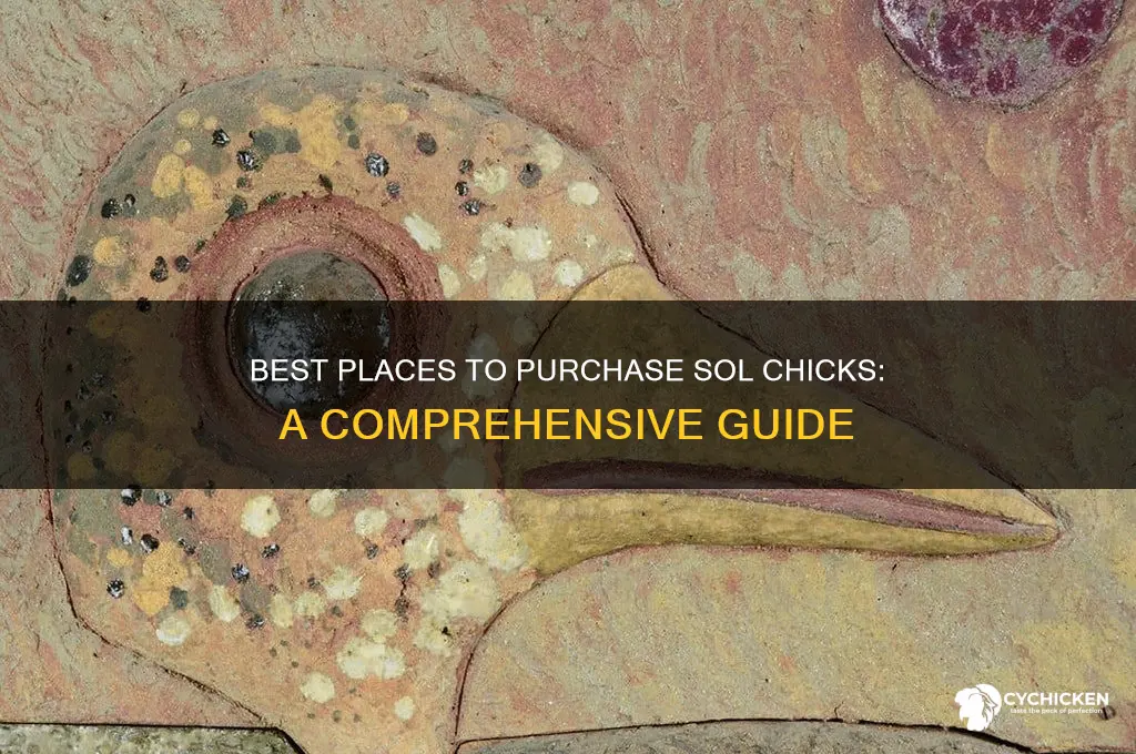where to buy sol chicks