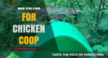 Best Places to Buy Straw for Your Chicken Coop Bedding