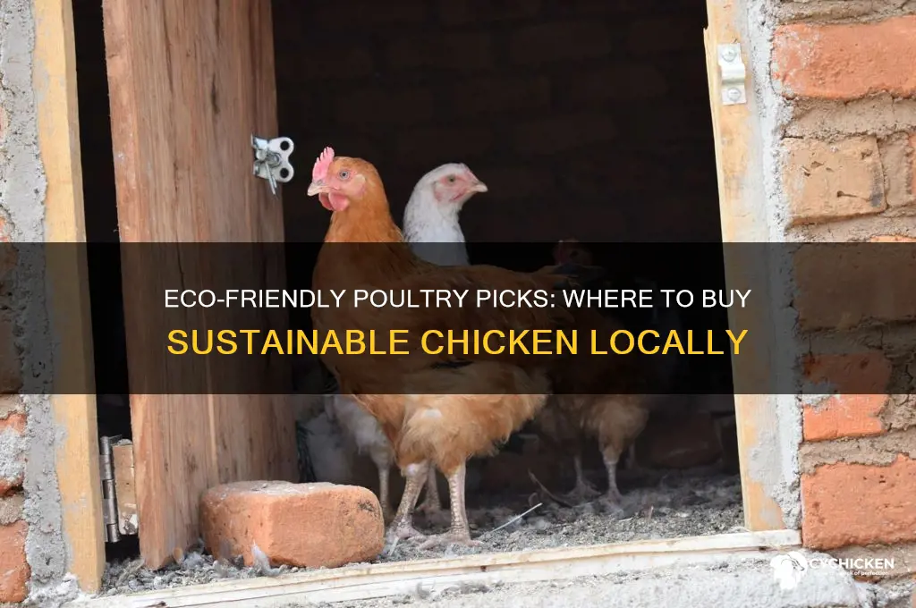 where to buy sustainable chicken