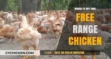 Discover the Best Sources for True Free-Range Chicken Near You