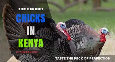 Best Places to Buy Healthy Turkey Chicks in Kenya