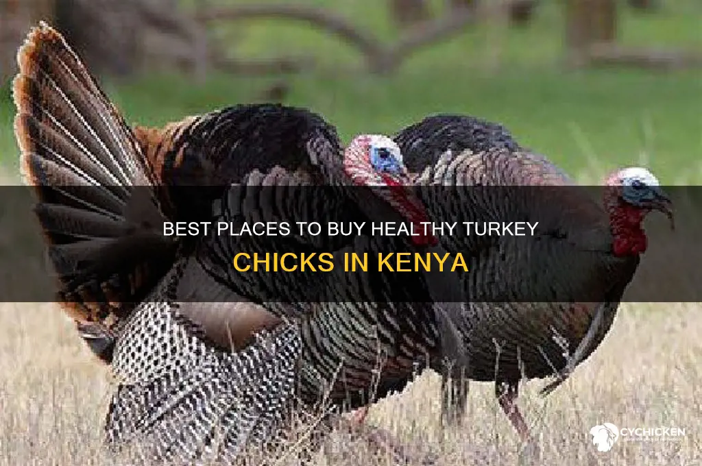 where to buy turkey chicks in kenya