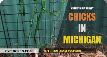 Where to Find and Buy Turkey Chicks in Michigan