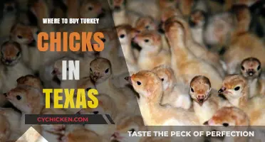 Top Texas Hatcheries for Buying Healthy Turkey Chicks