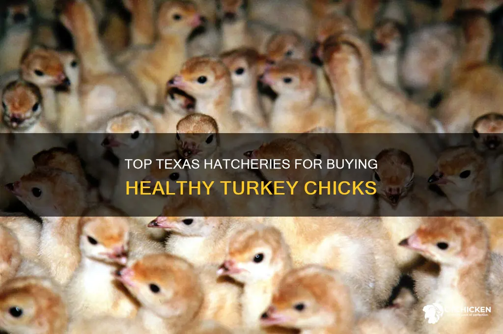 where to buy turkey chicks in texas