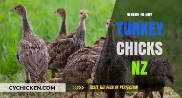 Where to Buy Turkey Chicks in New Zealand: Top Sources