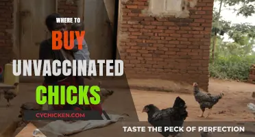 Finding Unvaccinated Chicks: Best Sources for Healthy Poultry Purchases