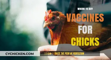 Best Places to Purchase Vaccines for Healthy Chicks: A Guide