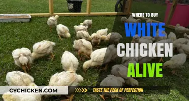 Where to Buy Live White Chickens: Top Sources and Tips
