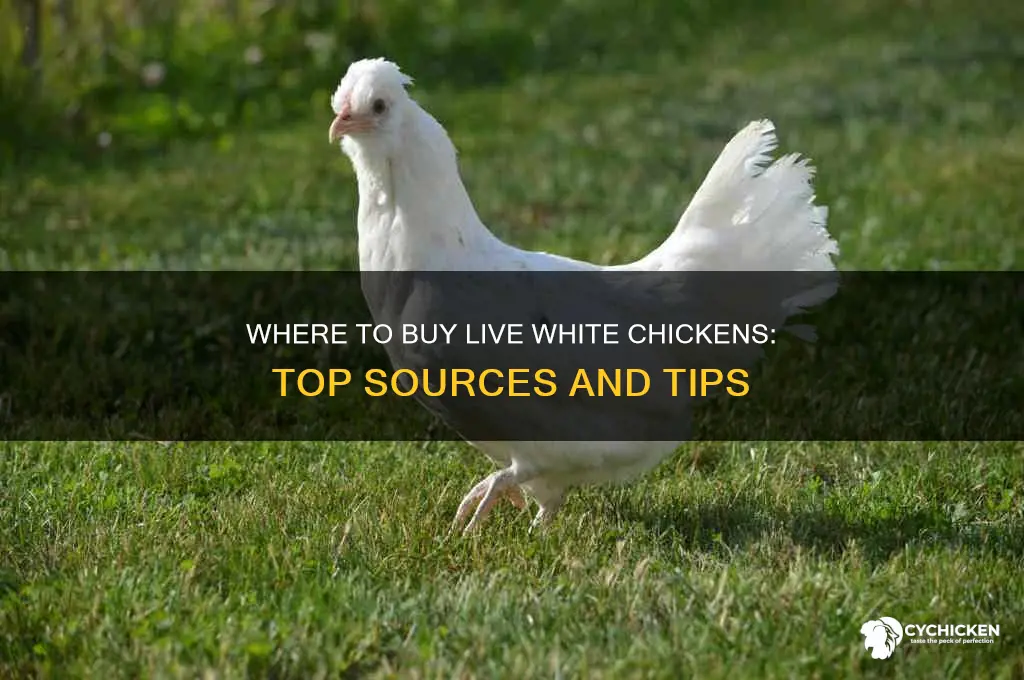 where to buy white chicken alive