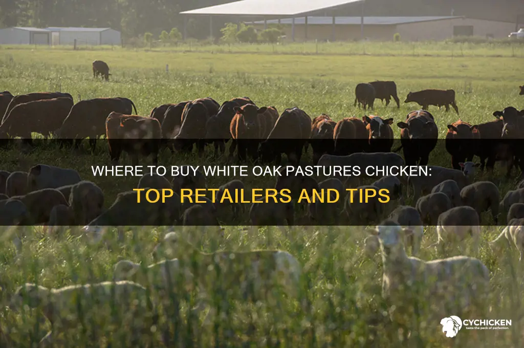 where to buy white oak pastures chicken