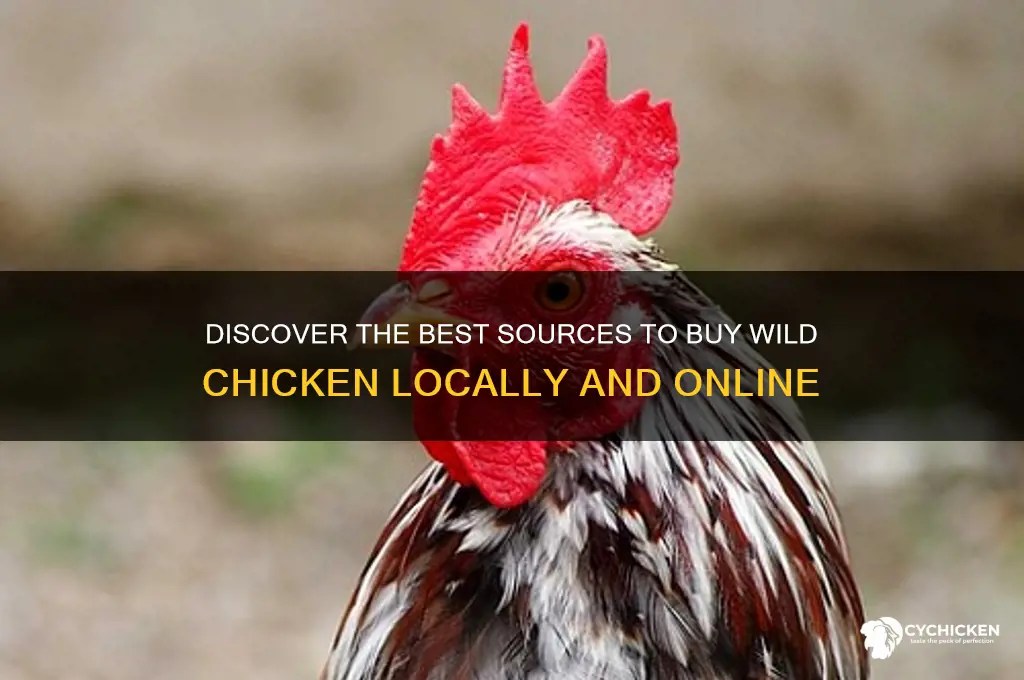 where to buy wild chicken