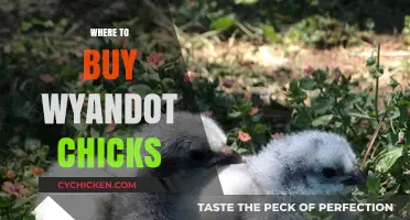 Best Places to Purchase Wyandot Chicks for Your Flock