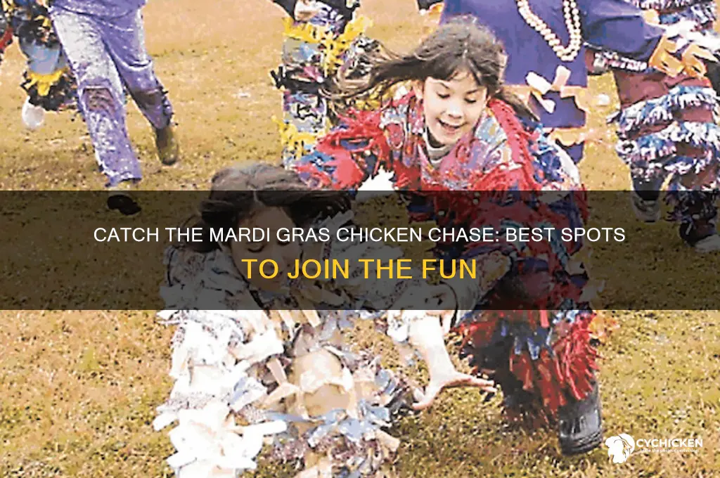 where to catch the mardi gras chicken chase