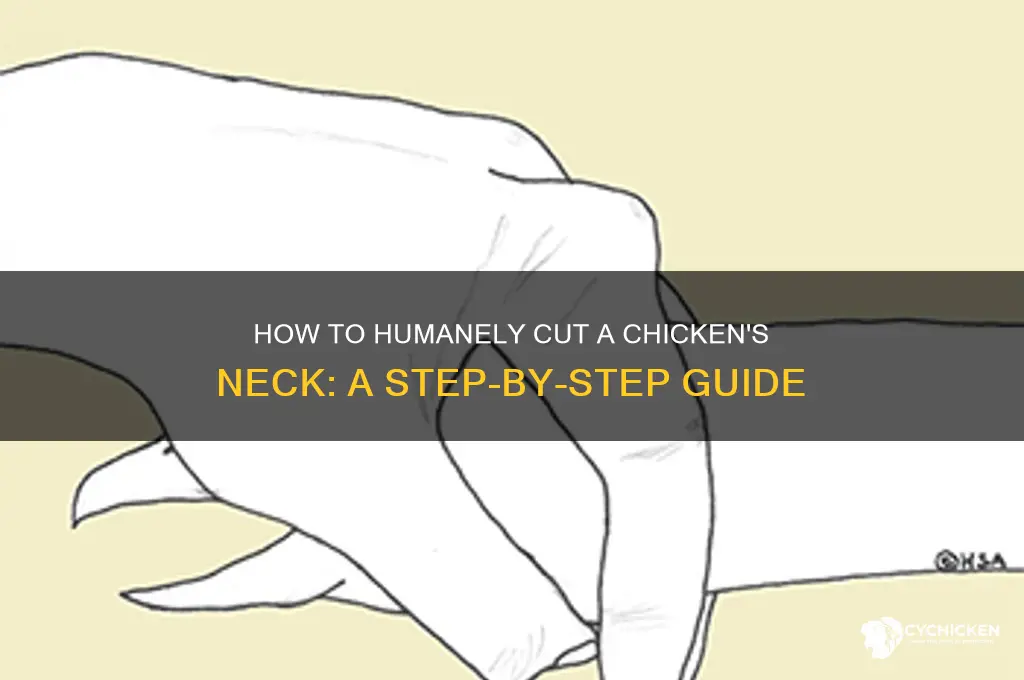 where to cut a chicken