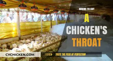 Humane Poultry Slaughter: Precise Throat-Cutting Techniques for Chickens