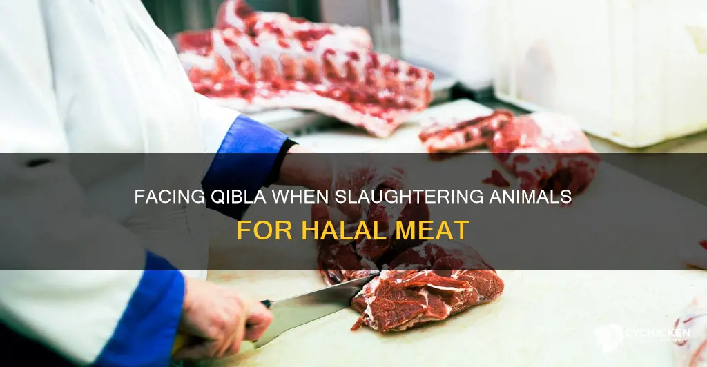 where to face to cut chicken throat for muslim