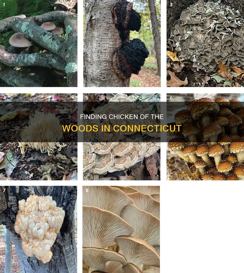 where to find chicken of the woods in ct