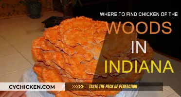 Finding Chicken of the Woods in Indiana Forests