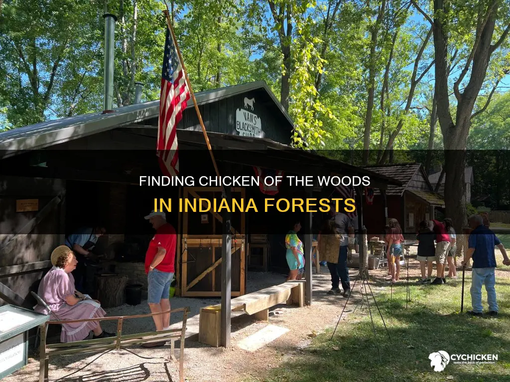 where to find chicken of the woods in indiana
