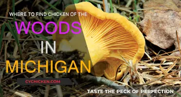Finding Chicken of the Woods in Michigan's Forests