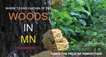 Finding Chicken of the Woods in Minnesota's Forests