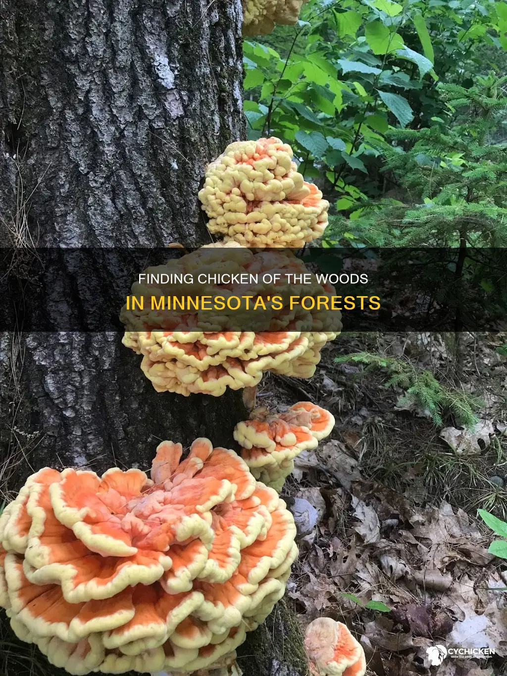 where to find chicken of the woods in mn
