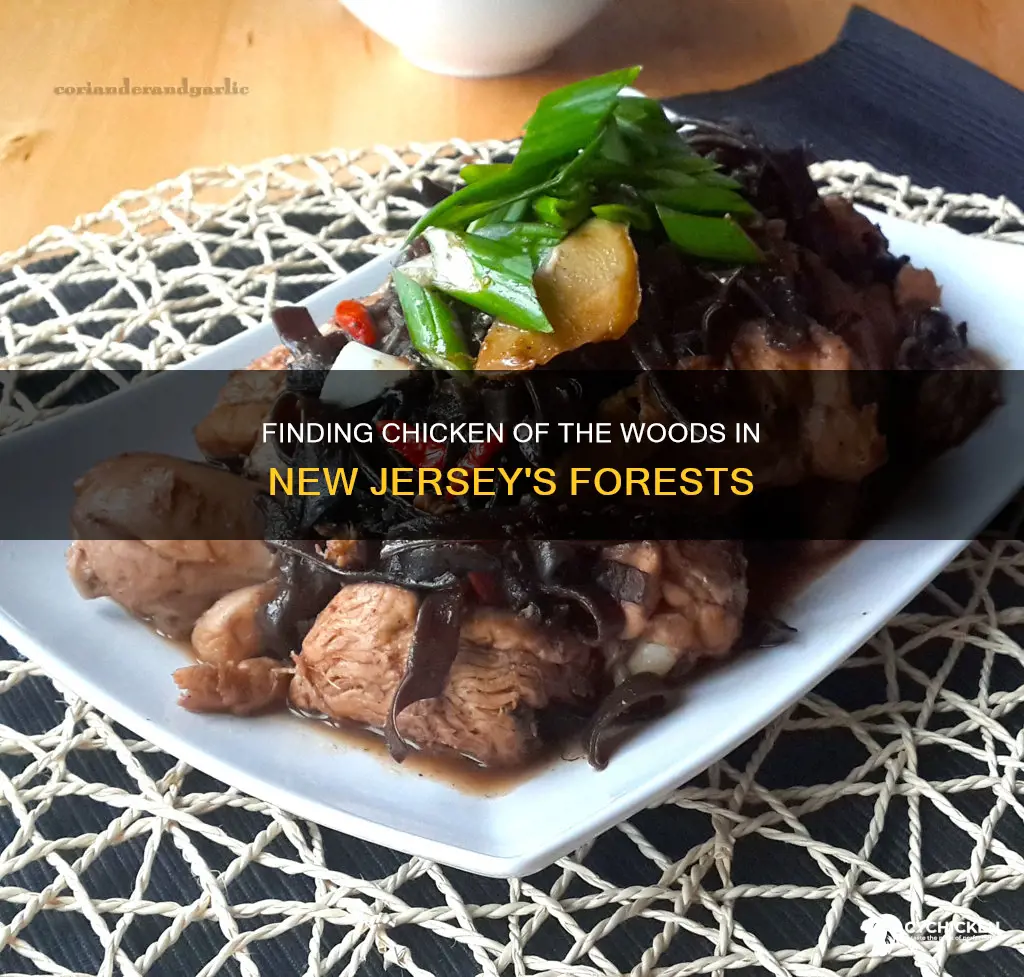 where to find chicken of the woods in new jersey