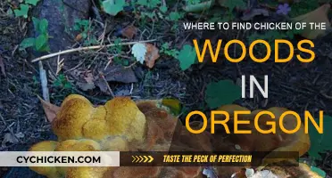 Finding Chicken of the Woods in Oregon Forests
