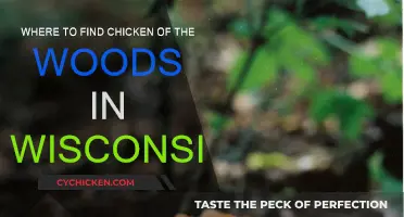 Finding Chicken of the Woods in Wisconsin's Forests