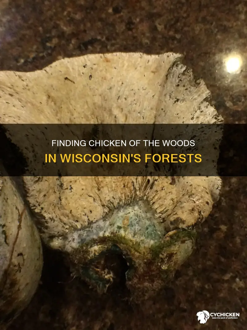 where to find chicken of the woods in wisconsin